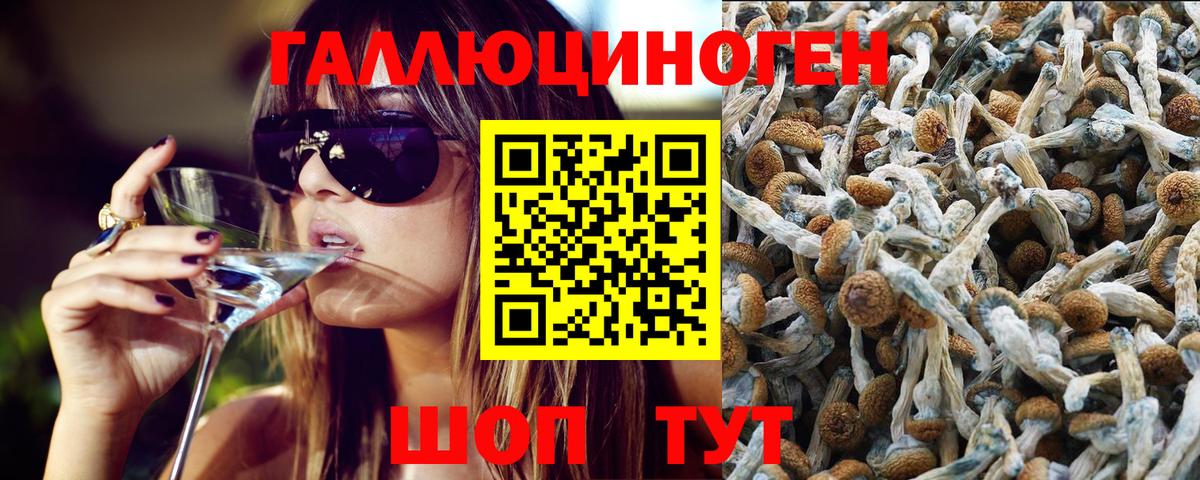 Новодвинск  как найти закладки  Вход с VPN  Галлюциногенные грибы GOLDEN TEACHER  Галлюциногенные грибы Magic Shrooms 