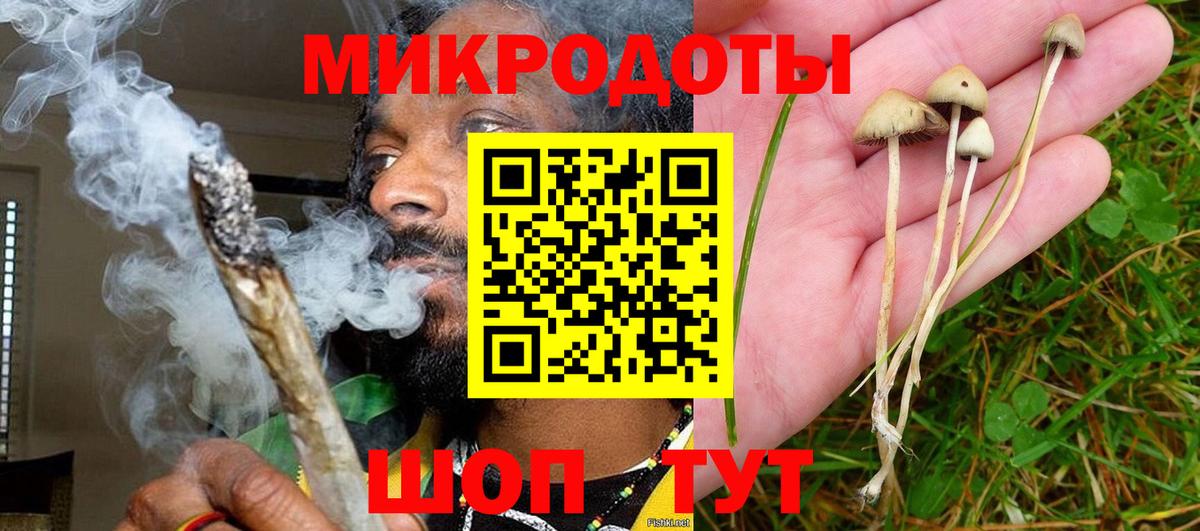 Псилоцибиновые грибы Psilocybe Новодвинск